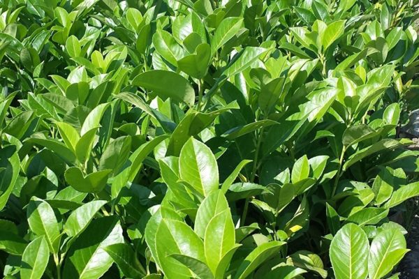 Entfernung von Pflanzen