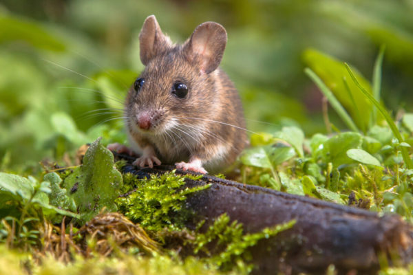 Insekten- und Nagerfallen
